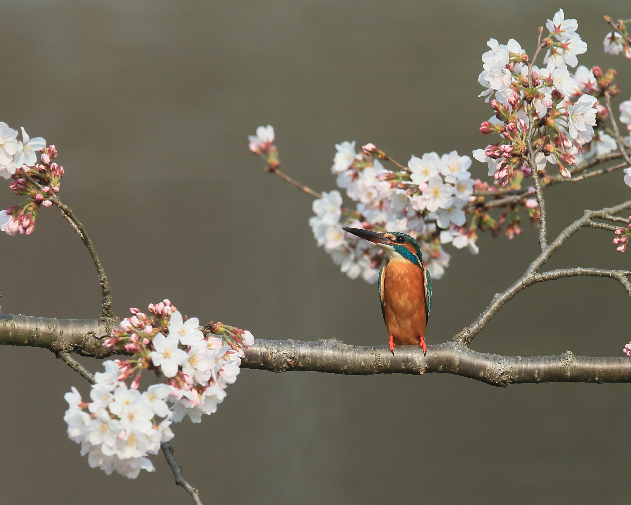 Canon EF 400mm F2.8L IS II USM sample photo. カワセミ kingfisher photography