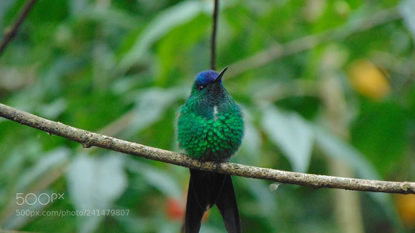 Sony Cyber-shot DSC-H300 sample photo. Birds photography