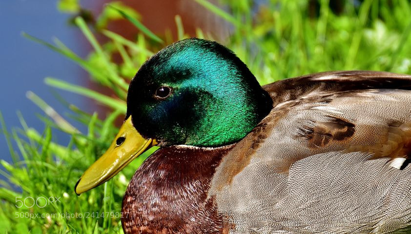Nikon D7200 sample photo. Duck photography