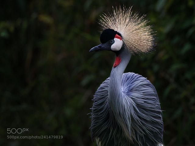 Sony a7 II sample photo. Bird photography