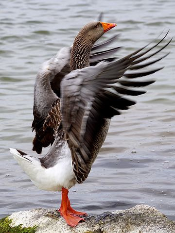 Sony ILCA-77M2 sample photo. Wild goose photography