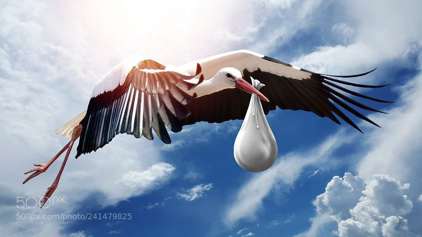 Samsung Galaxy Alpha sample photo. Bird photography