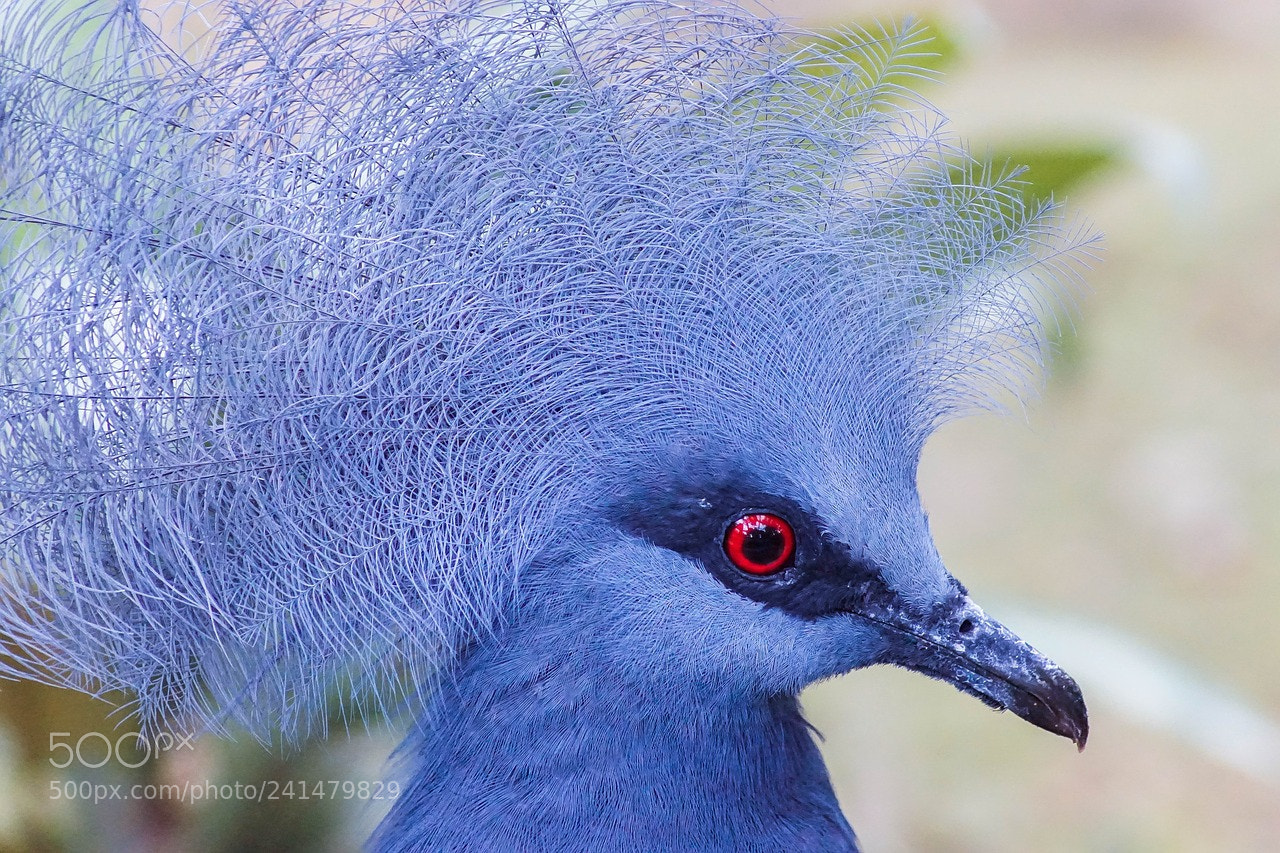 Sony ILCA-77M2 sample photo. Nature photography