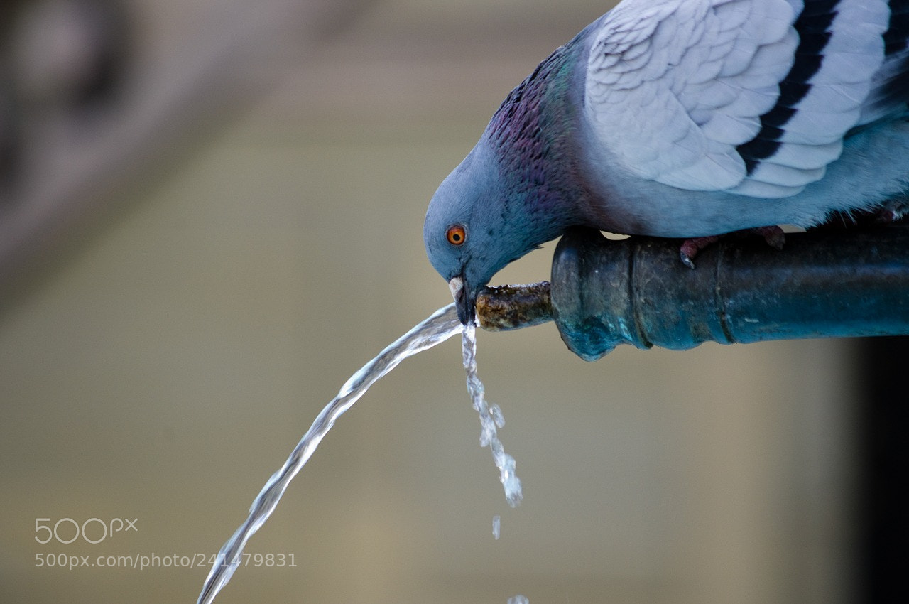 Pentax K-x sample photo. Animal photography