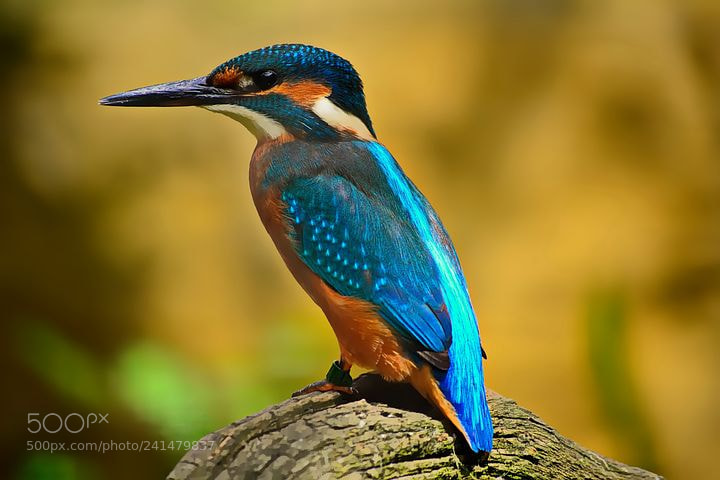 Nikon D3100 sample photo. Kingfisher photography