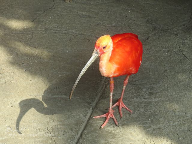 Canon PowerShot SX50 HS sample photo. Scarlet ibis photography