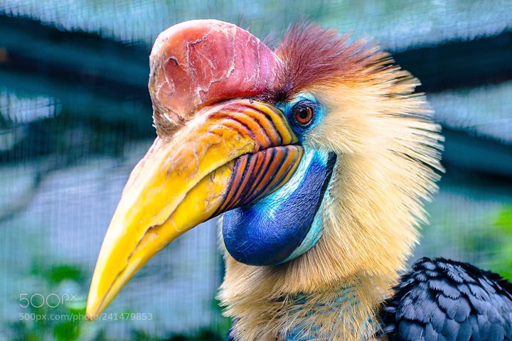 Canon EOS 60D sample photo. Animal photography
