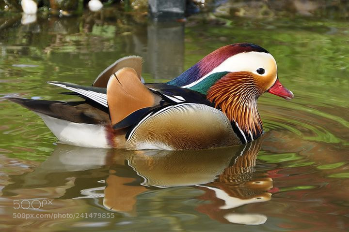 Nikon D90 sample photo. Duck photography