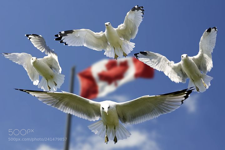 Canon EOS-1D Mark II sample photo. Gulls photography