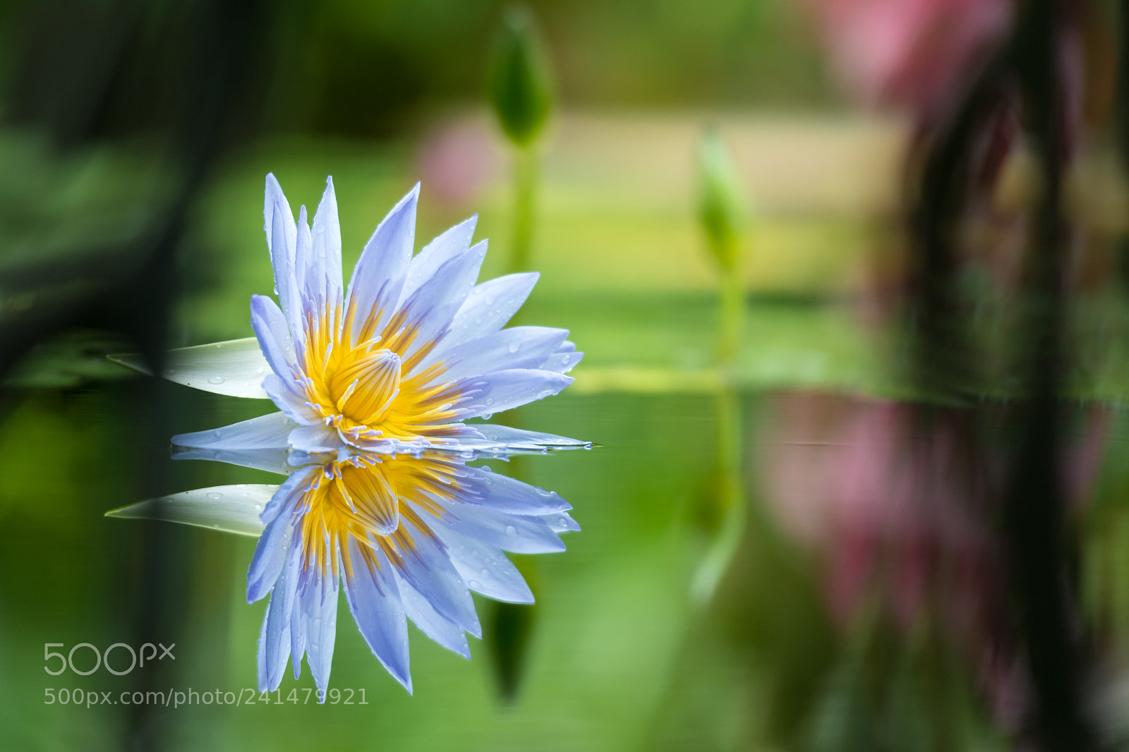 Nikon D500 sample photo. Lotus photography