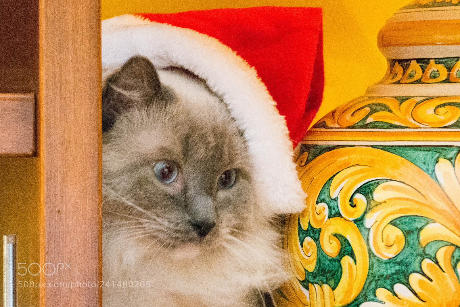 Nikon D7200 sample photo. Ho ! ho ! hoo ! photography