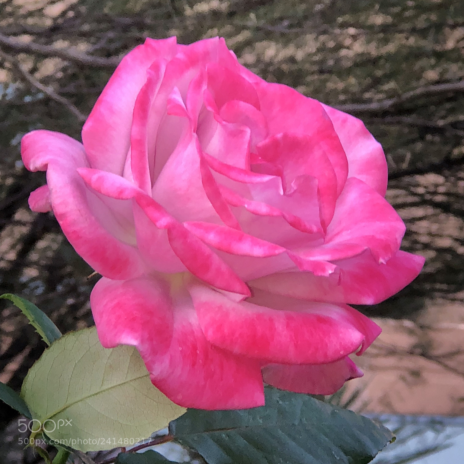 Apple iPhone 8 Plus sample photo. Exquisite! photography