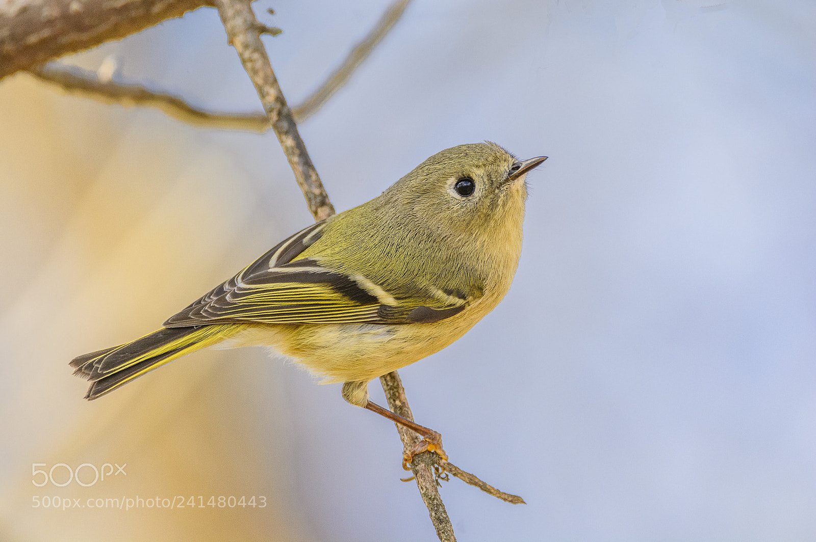 Nikon D7100 sample photo. Ruby-crowned kinglet photography