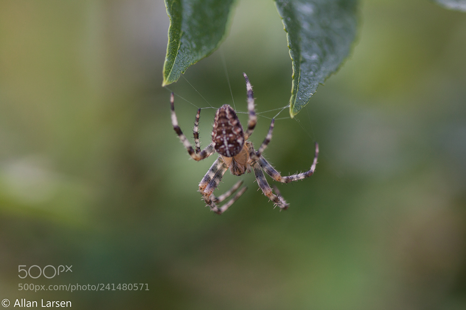 Canon EOS 500D (EOS Rebel T1i / EOS Kiss X3) sample photo. Spider awaits guest for photography