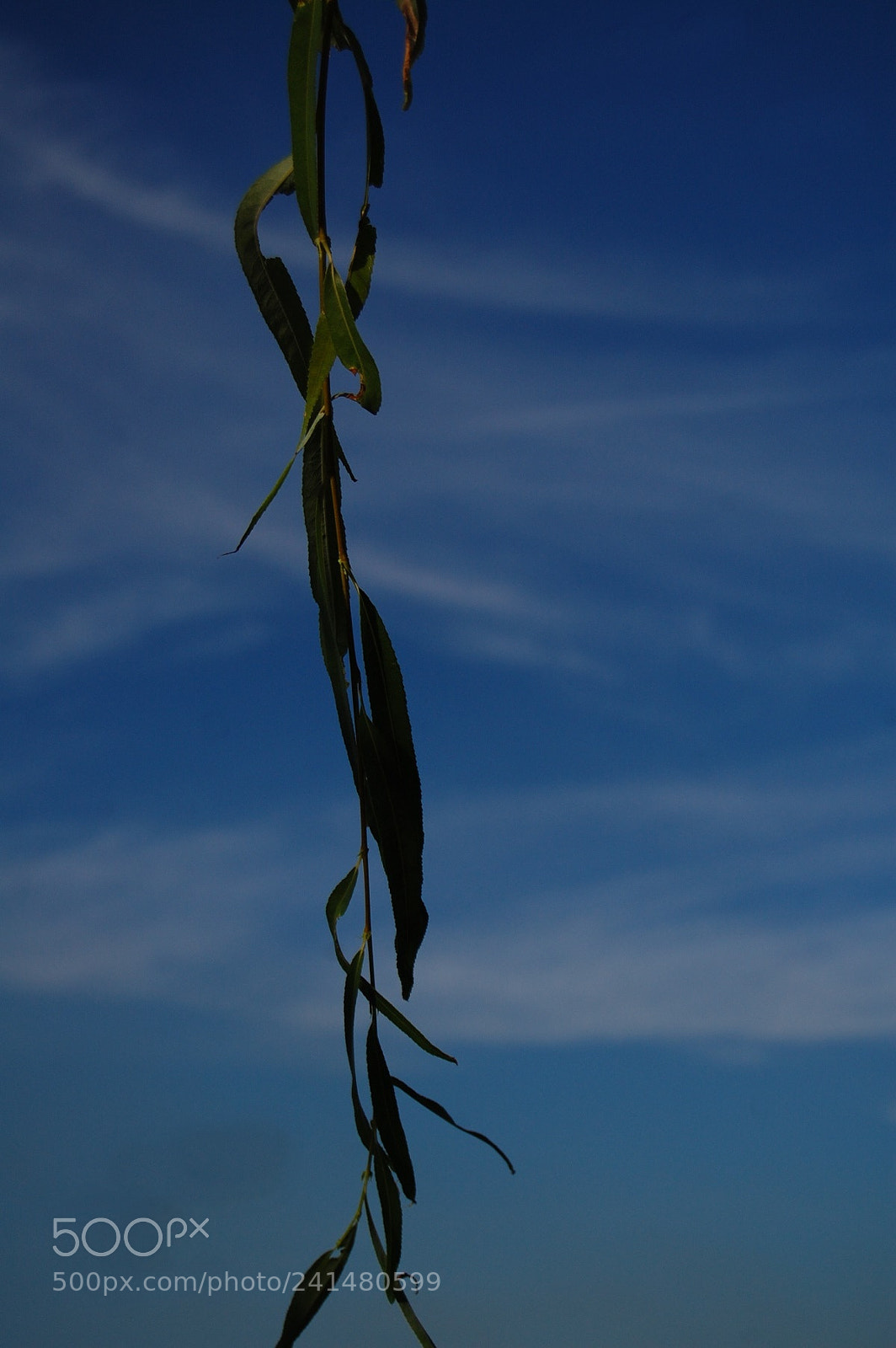Nikon D40 sample photo. Weeping willow photography