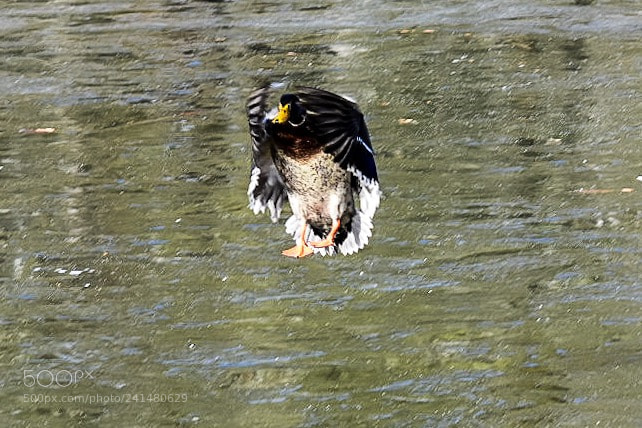 Nikon D3400 sample photo. Slowing down before landing photography
