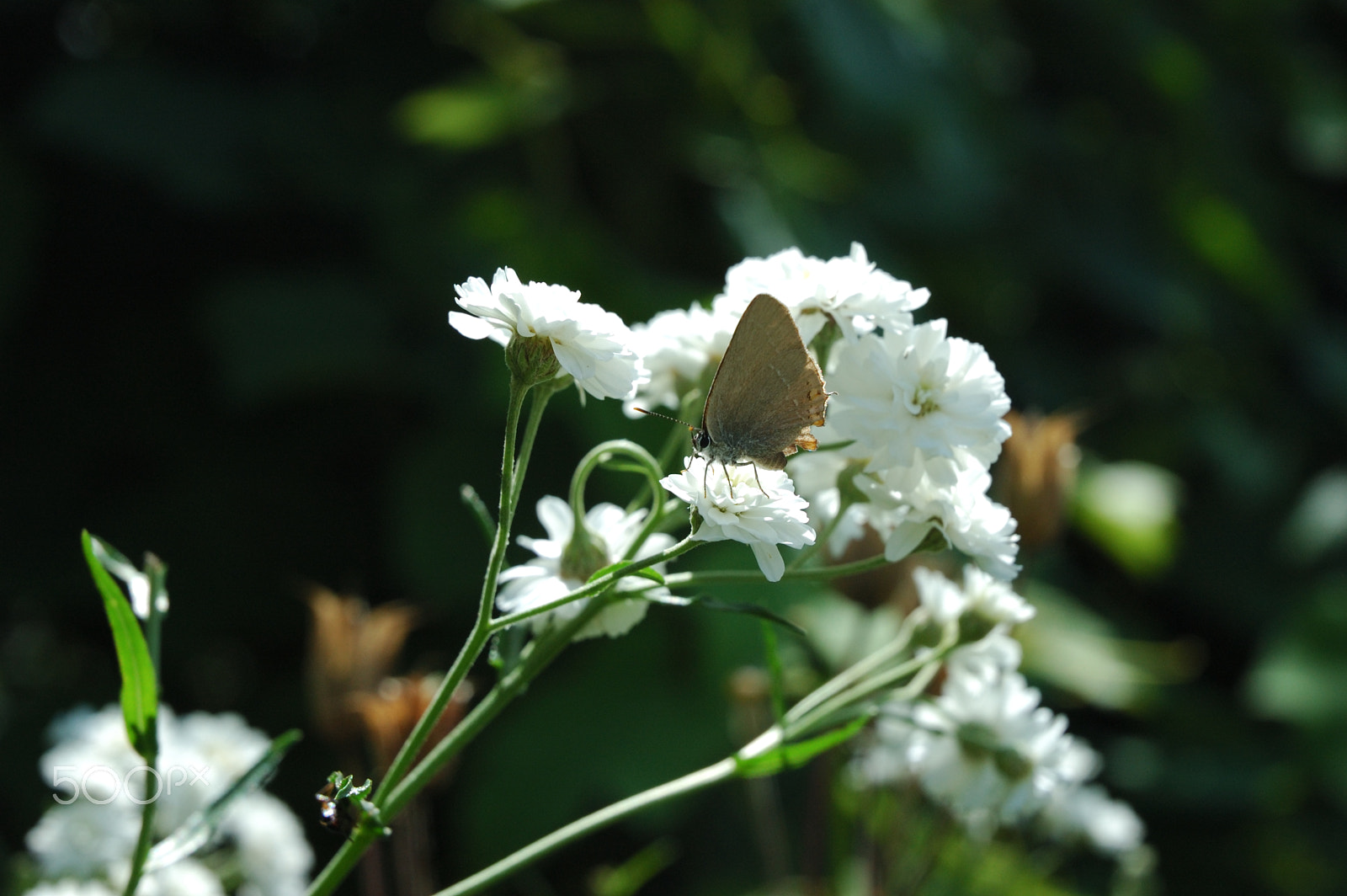 Nikon D70 + Nikon AF-S DX Nikkor 18-70mm F3.5-4.5G ED-IF sample photo. Brown butterfly photography