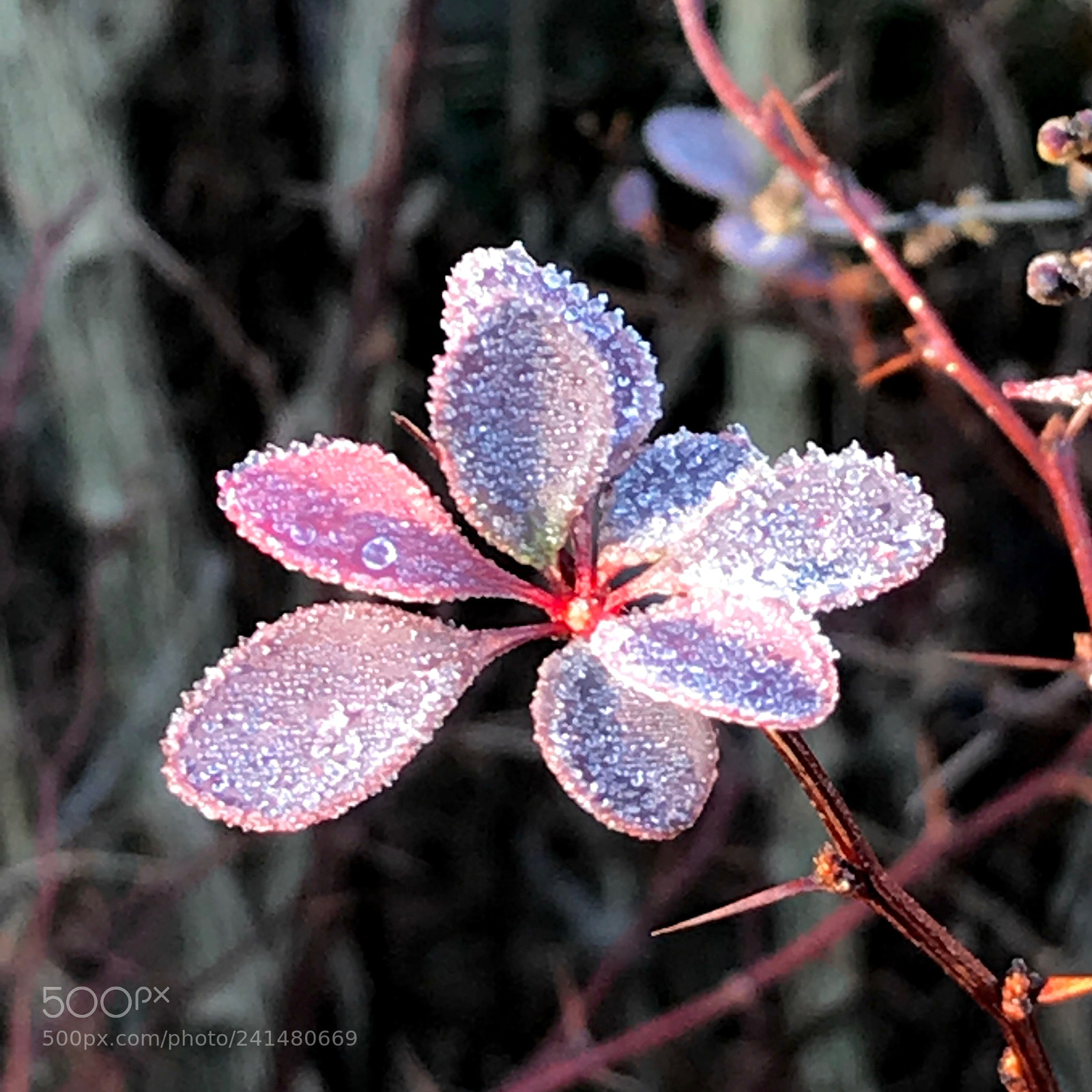 Apple iPhone 7 Plus sample photo. Pretty, nasty, frozen thorns. photography