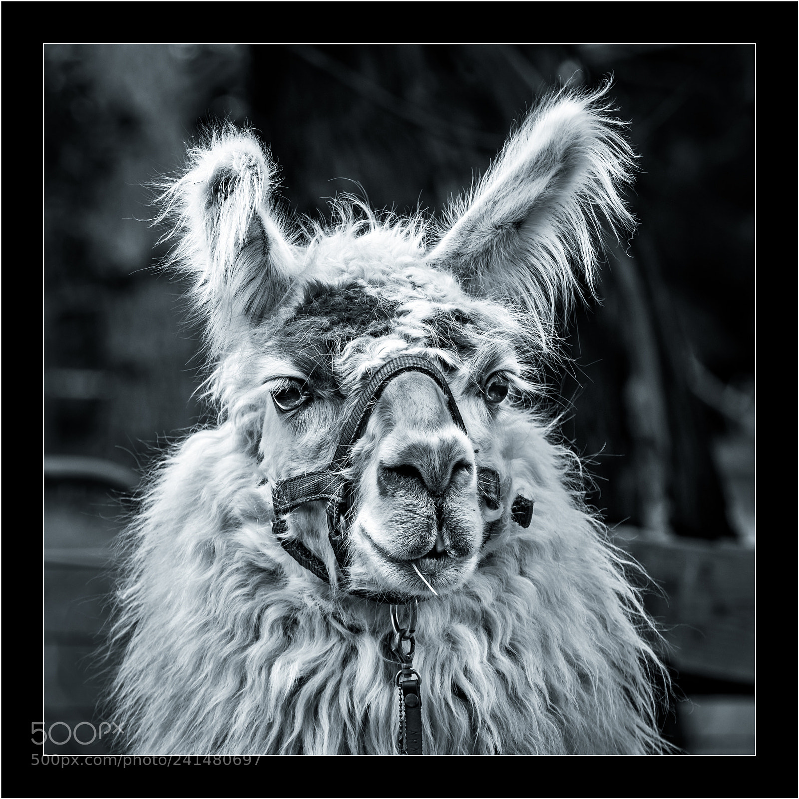 Nikon D7200 sample photo. Llama, llama, llama ii photography
