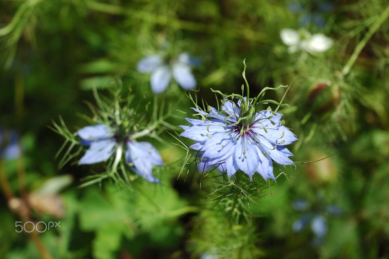 Nikon D70 sample photo. Beautiful flowers photography