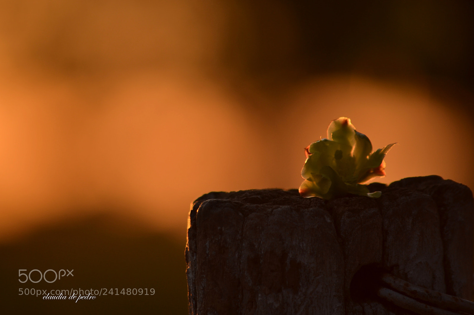 Nikon D3100 sample photo. La  luz del ocaso photography