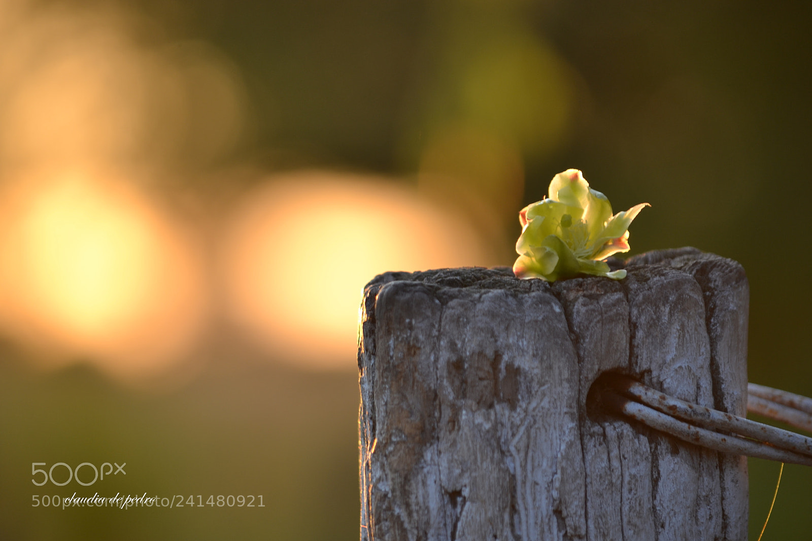Nikon D3100 sample photo. La  luz del ocaso photography