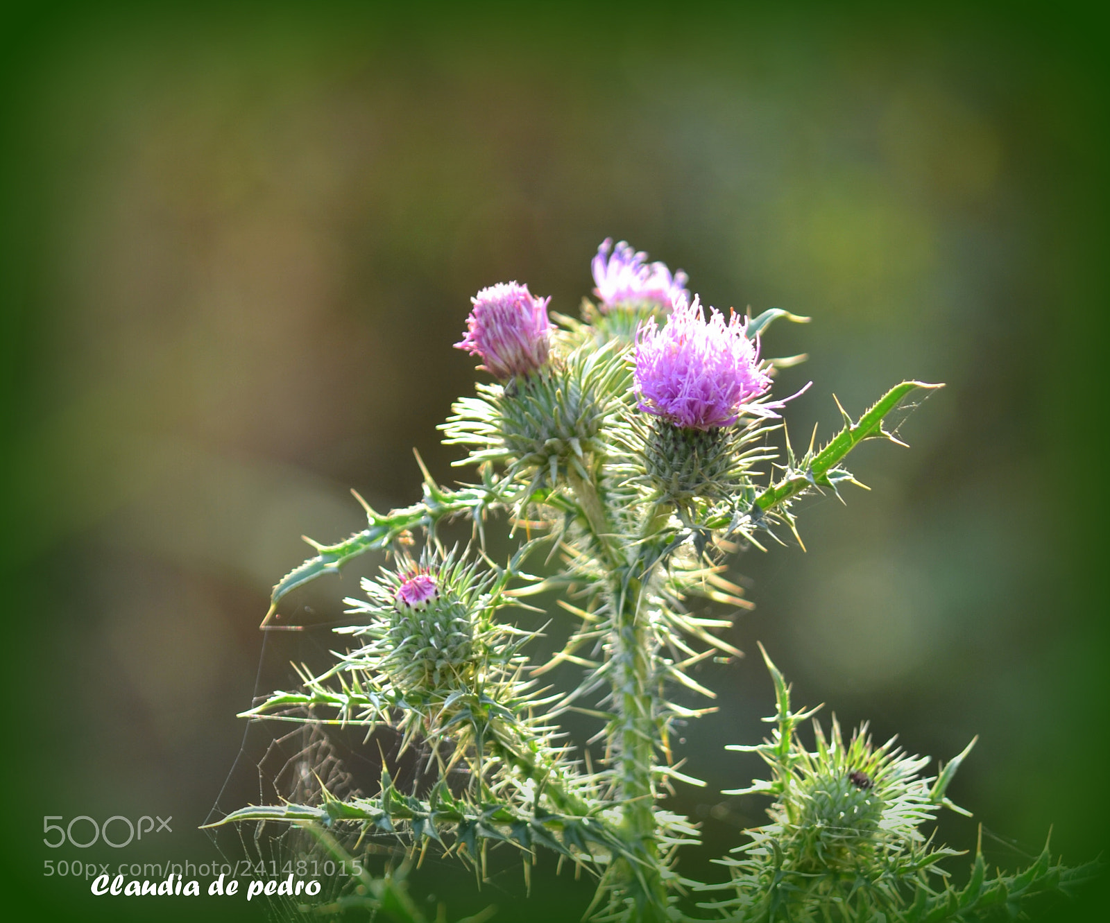 Nikon D3100 sample photo. La  luz del ocaso photography