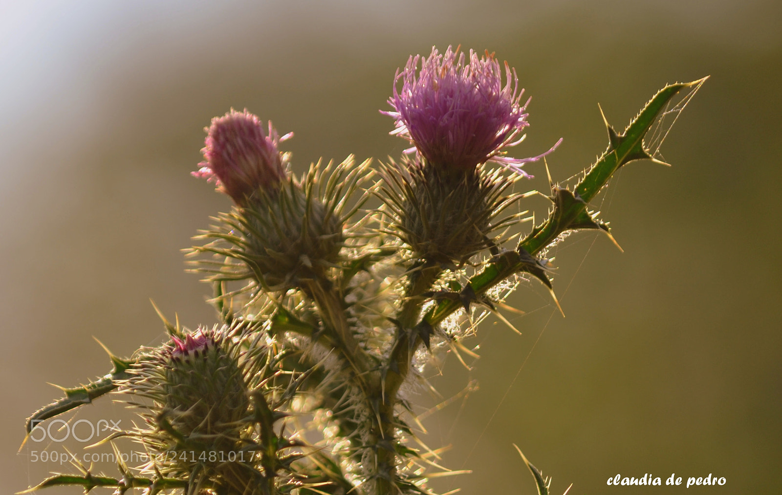 Nikon D3100 sample photo. La  luz del ocaso photography