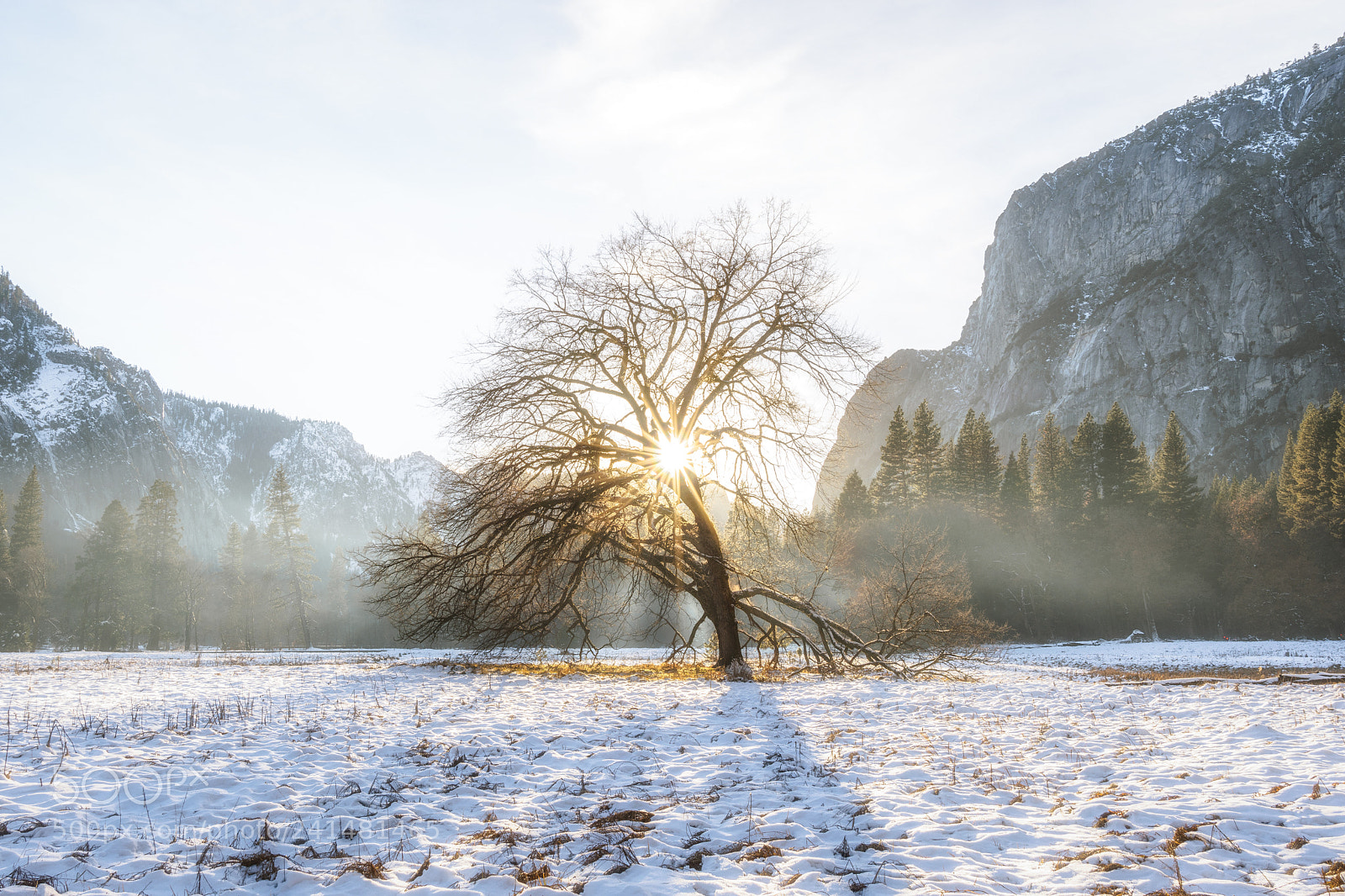 Nikon D7200 sample photo. Lone tree photography