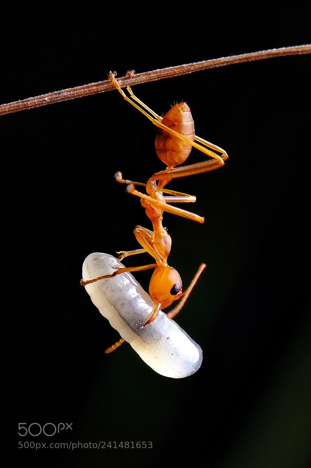 Fujifilm X-T2 sample photo. Anti gravity ant photography