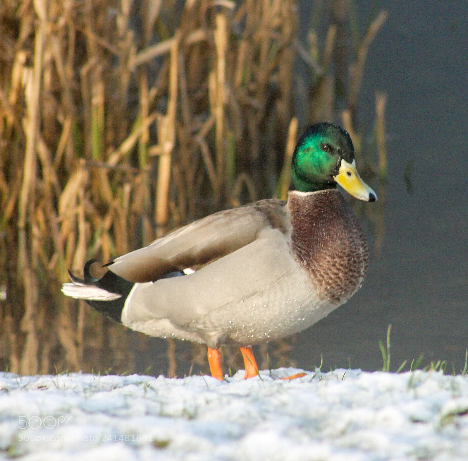 Canon EOS 1100D (EOS Rebel T3 / EOS Kiss X50) sample photo. Mallard duck auchinstarry scotland photography