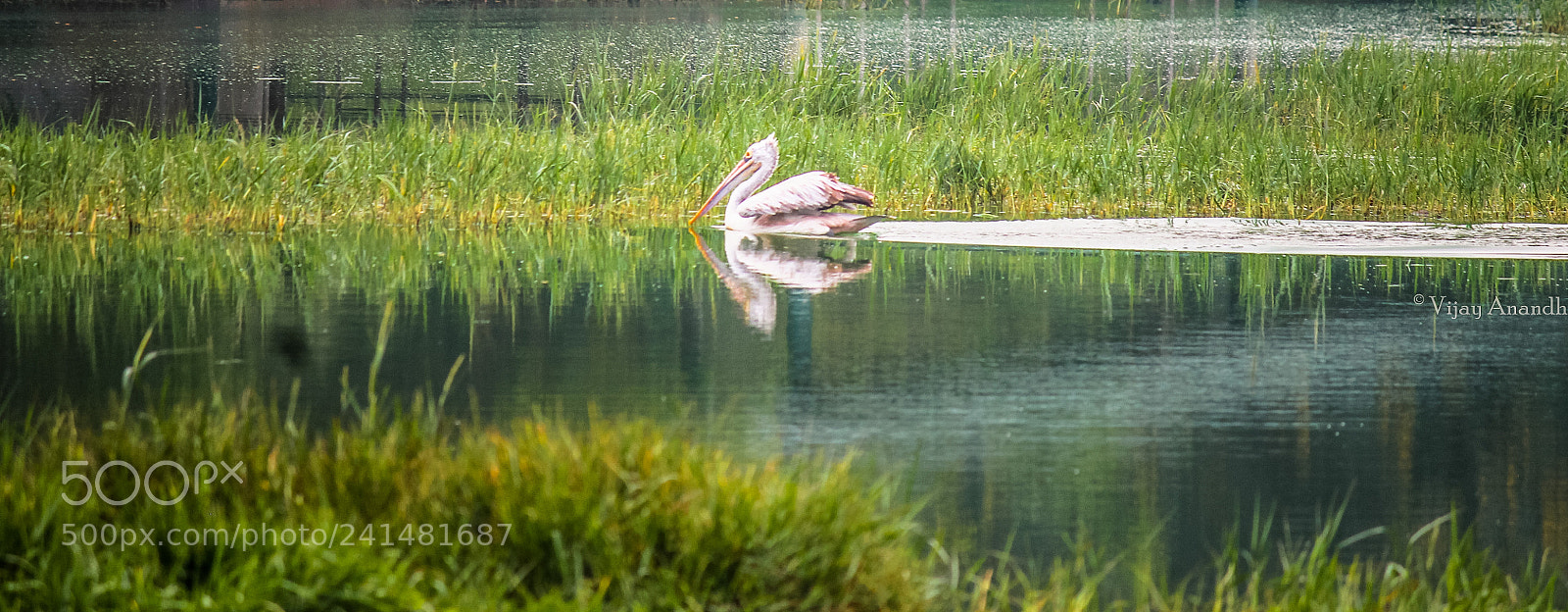Canon EOS 1100D (EOS Rebel T3 / EOS Kiss X50) sample photo. Pelecanus onocrotalus photography