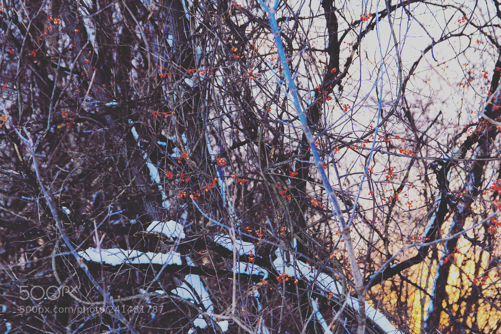 Canon EOS 100D (EOS Rebel SL1 / EOS Kiss X7) sample photo. Sunset amongst nature photography