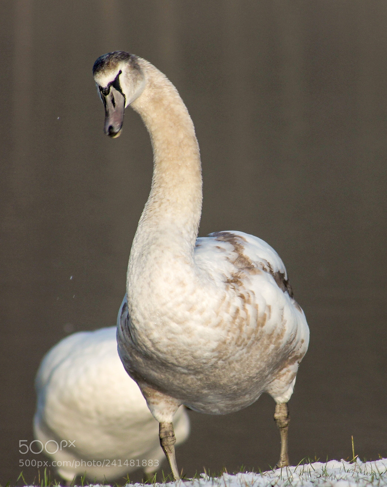 Canon EOS 1100D (EOS Rebel T3 / EOS Kiss X50) sample photo. Cygnet auchinstarry scotland photography