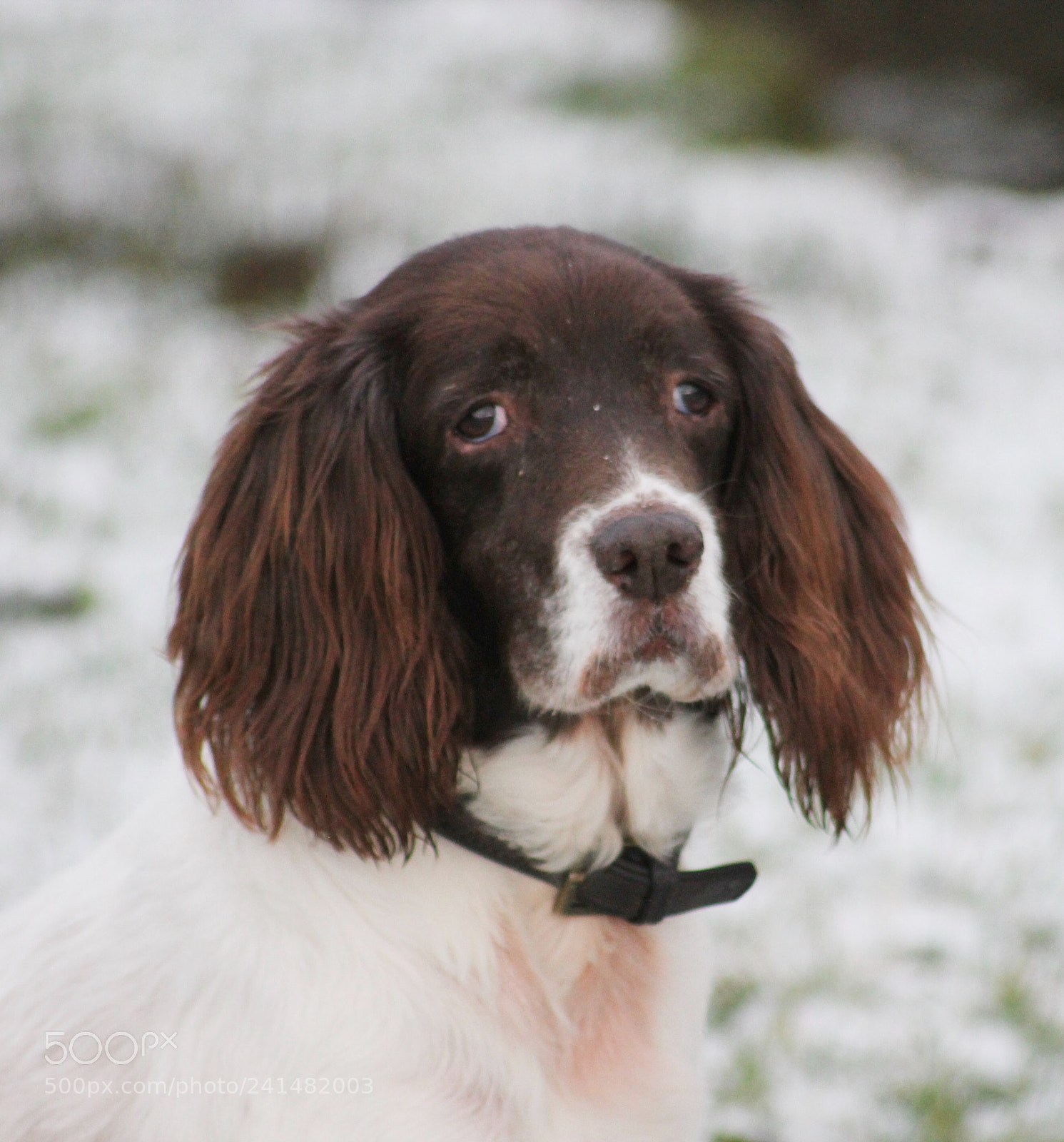 Canon EOS 1100D (EOS Rebel T3 / EOS Kiss X50) sample photo. Springer spaniel photography