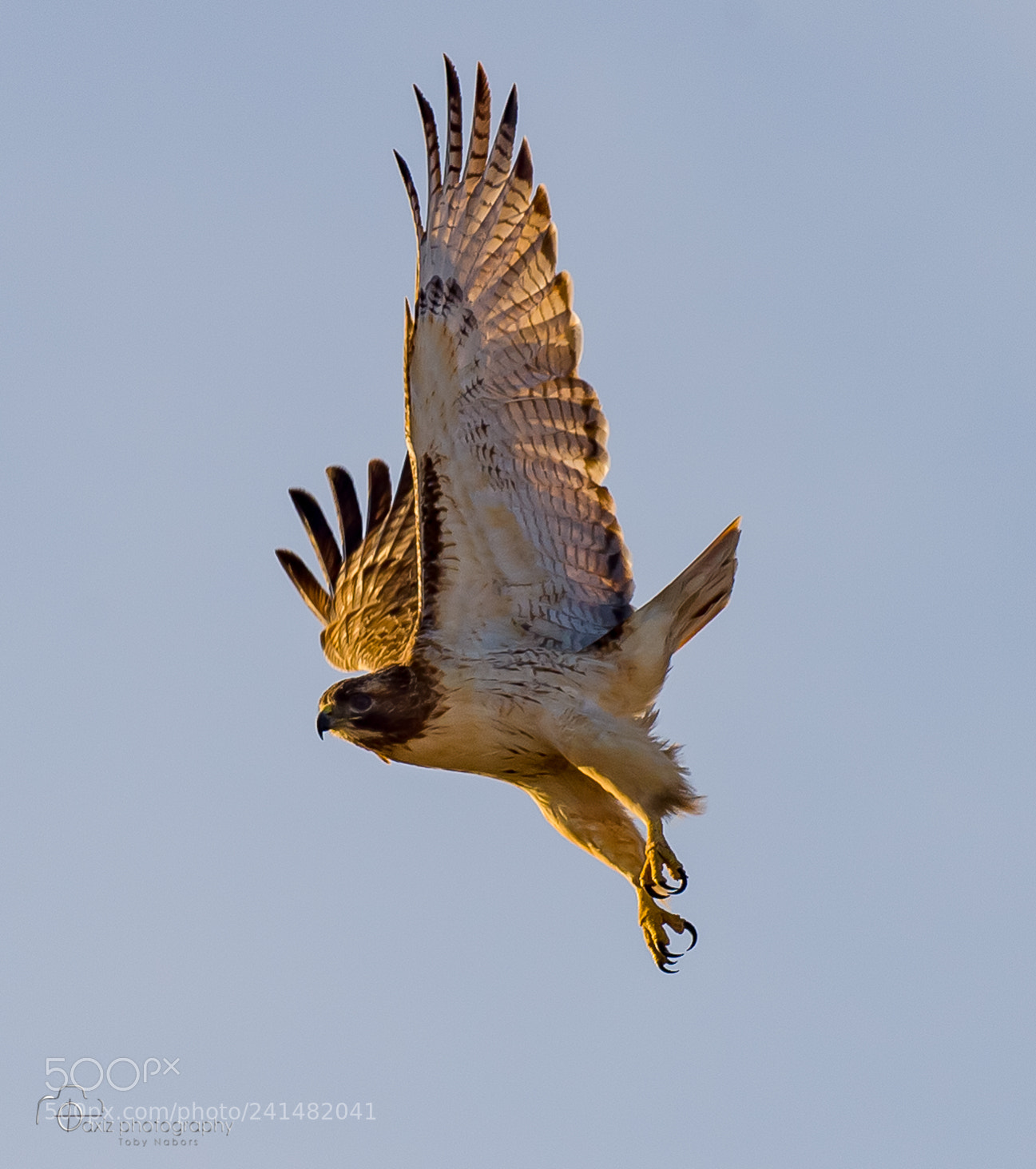 Nikon D4 sample photo. Redtail at sunset photography