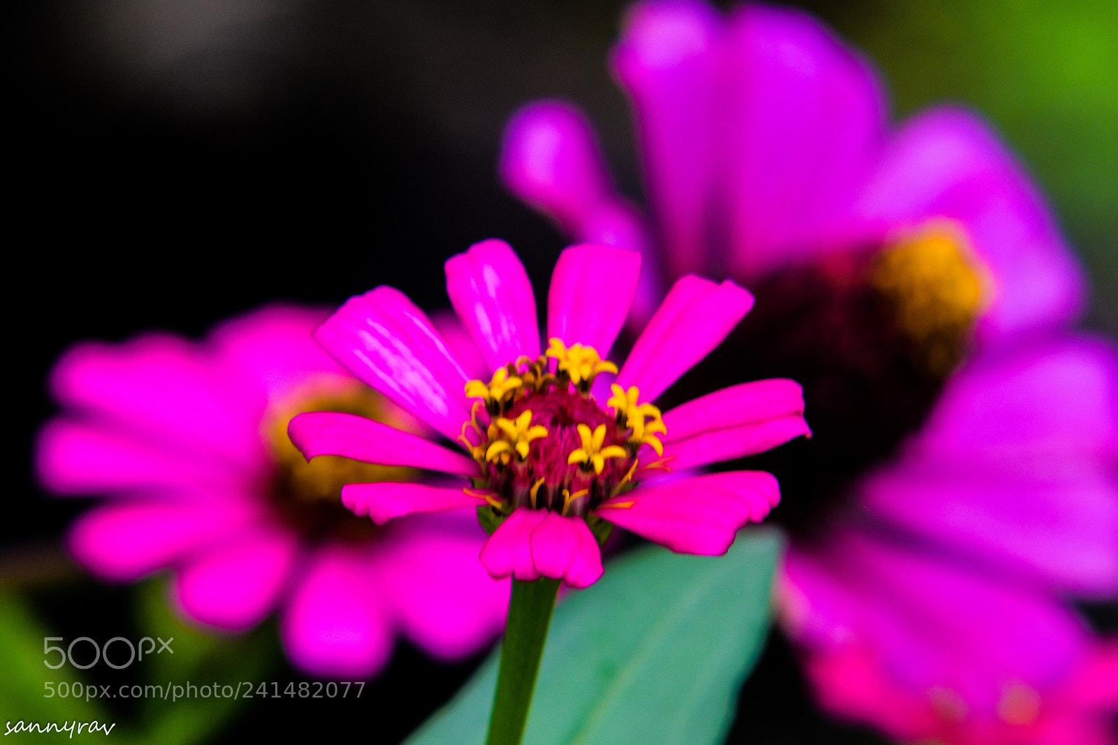 Nikon D7500 sample photo. Flowers photography