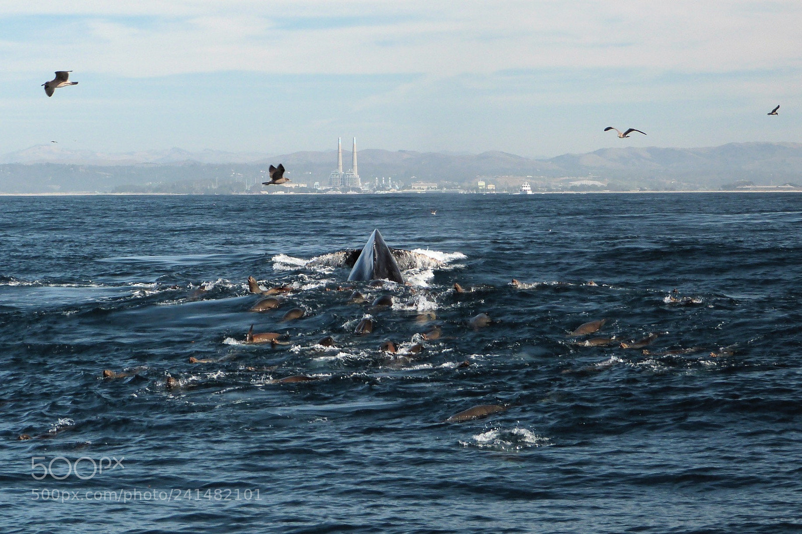 Panasonic Lumix DMC-FZ47 (Lumix DMC-FZ48) sample photo. Fluke rising - humpback photography