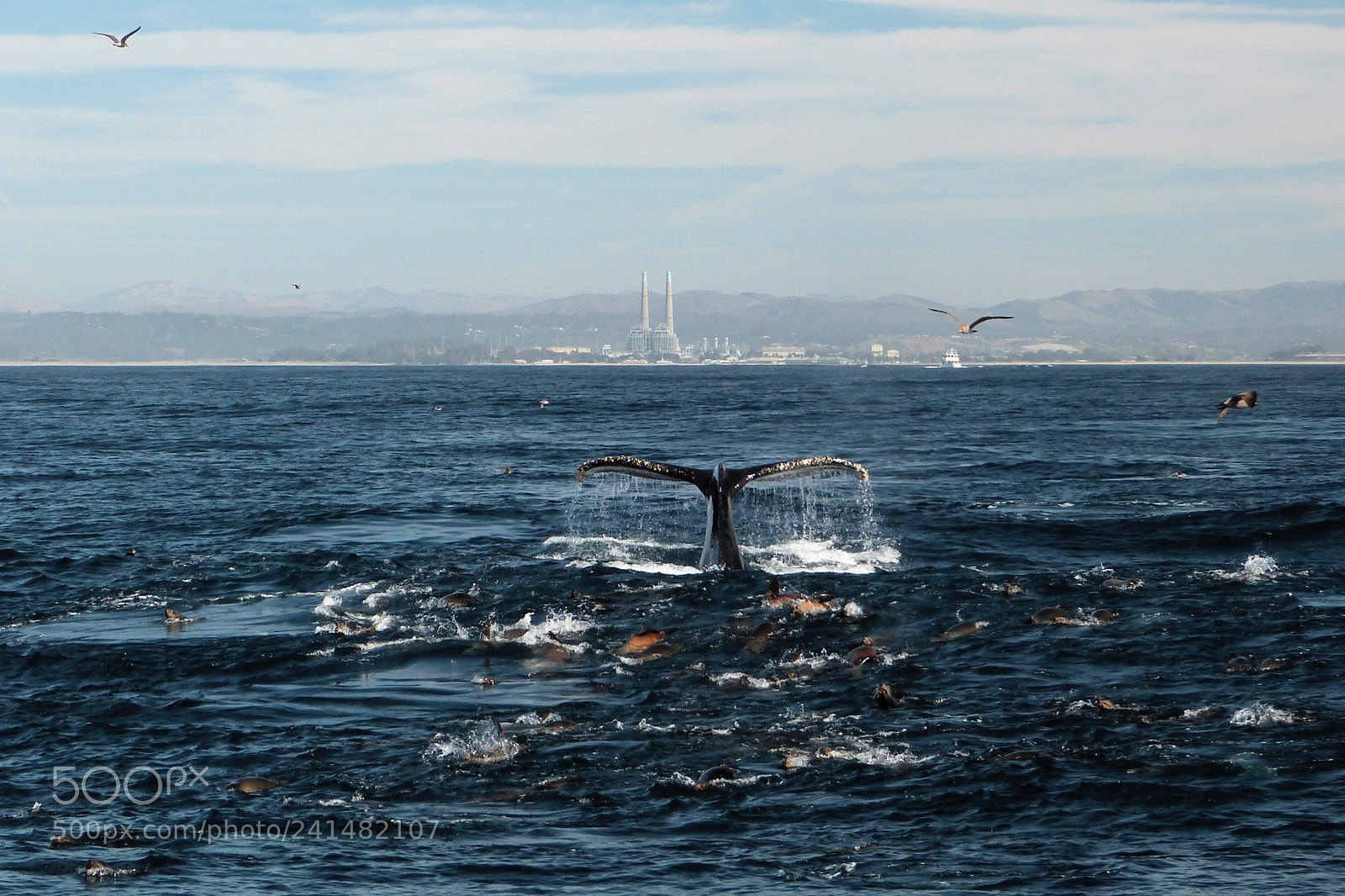 Panasonic Lumix DMC-FZ47 (Lumix DMC-FZ48) sample photo. Humpback diving #3 photography