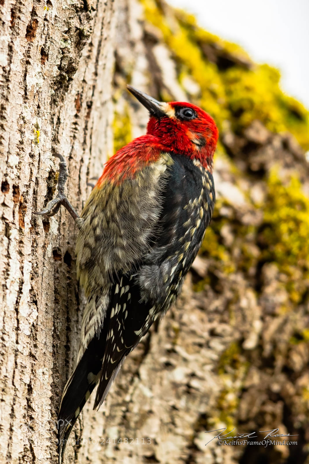 Canon EOS 5DS sample photo. Red-breasted sapsucker photography