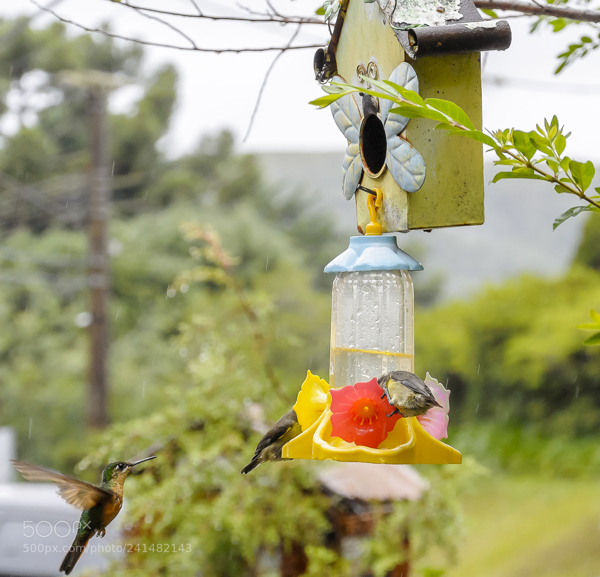 Nikon 1 J1 sample photo. Little birds photography