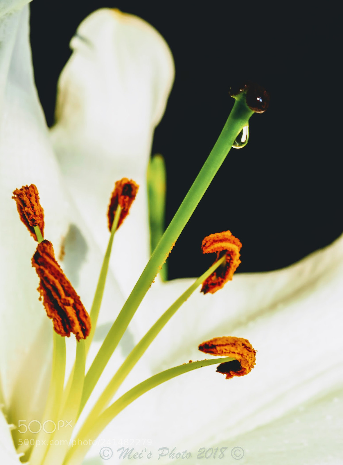 Olympus OM-D E-M1 Mark II sample photo. Blooming while tearing photography