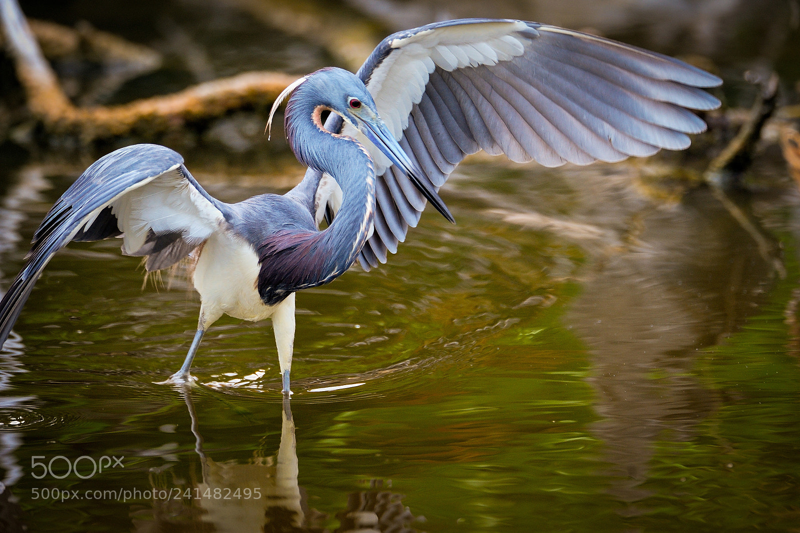 Nikon D3 sample photo. Tri colored heron photography