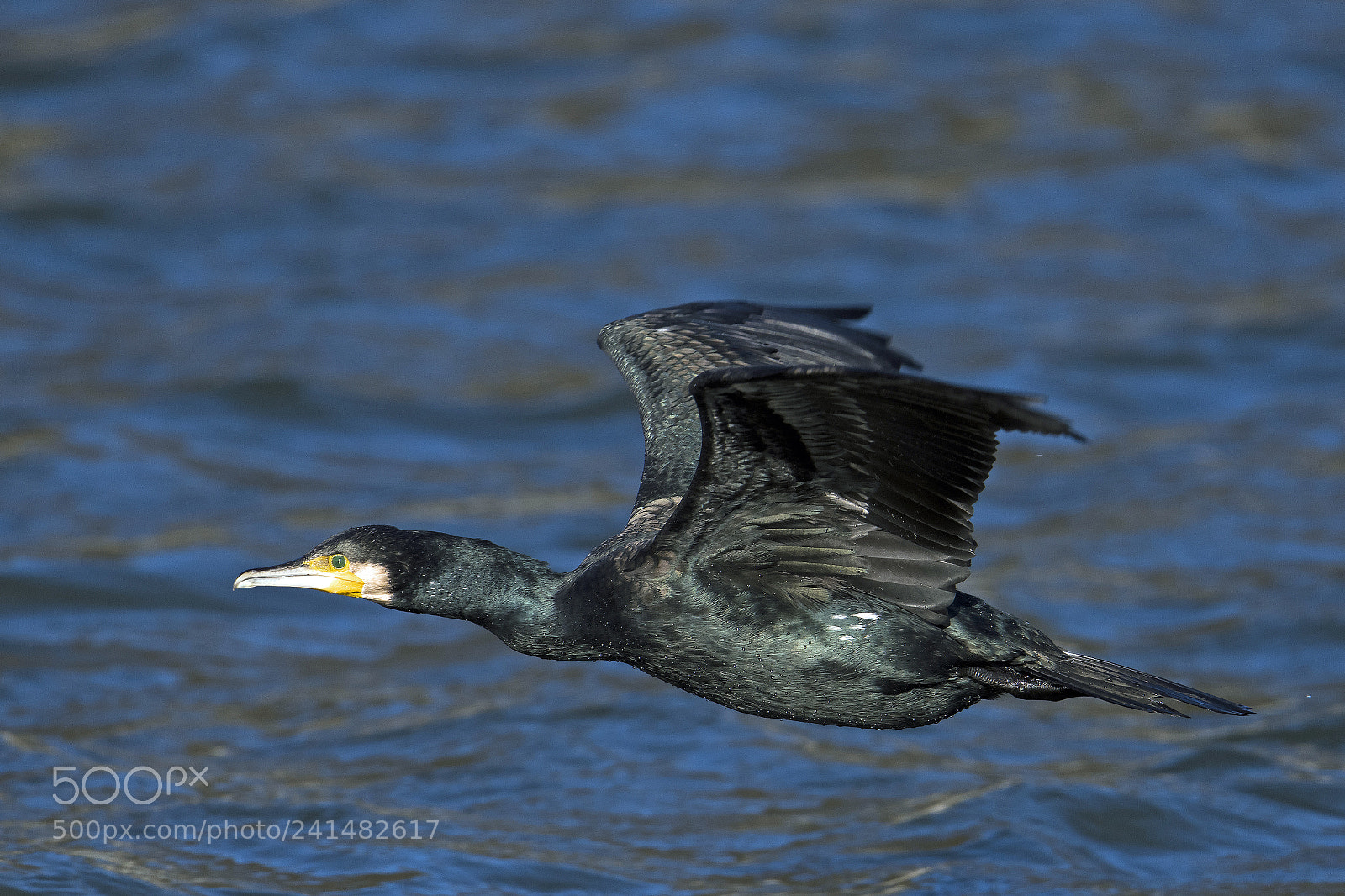 Nikon D850 sample photo. Japanese cormorant photography