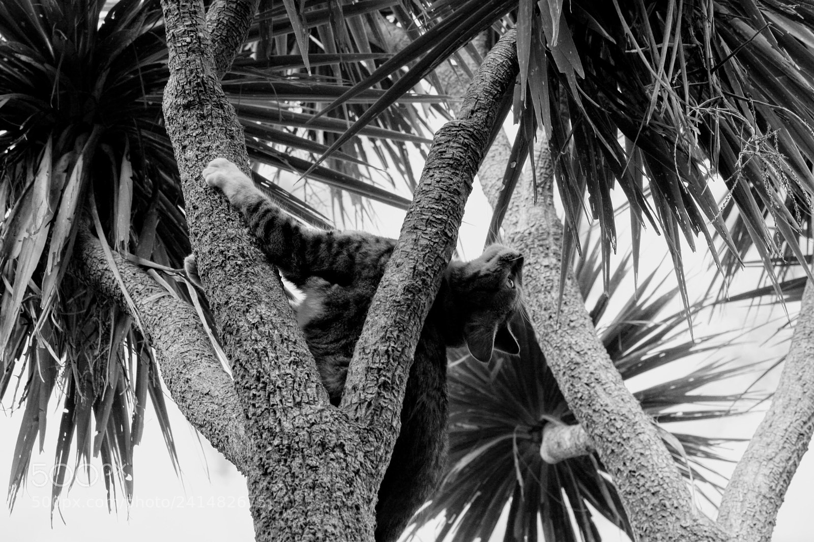Canon EOS 20D sample photo. Cat up a tree photography