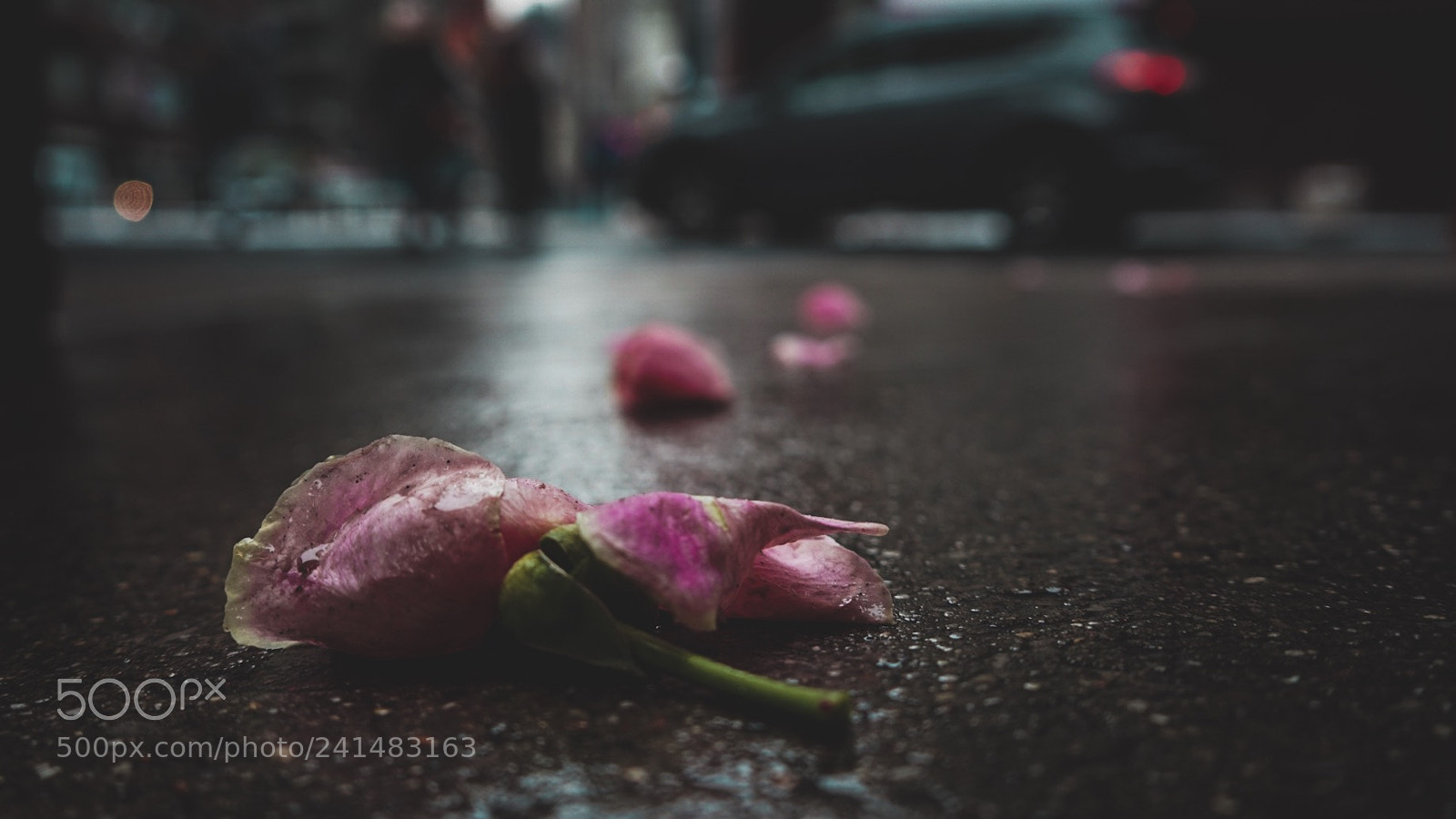 Sony a7 sample photo. She loves me... photography