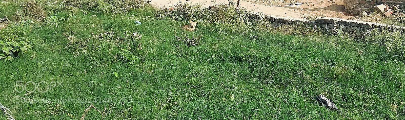 Xiaomi Redmi Note 4 sample photo. Pussy cat take sunbath photography