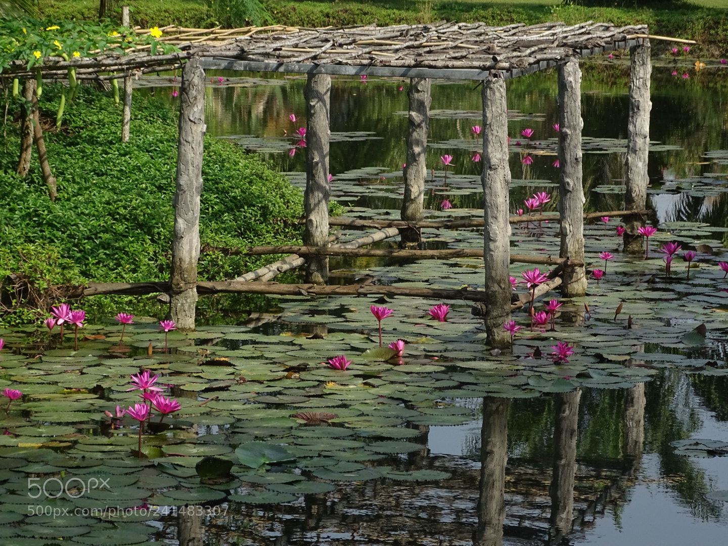 Sony Cyber-shot DSC-HX400V sample photo. The pond photography