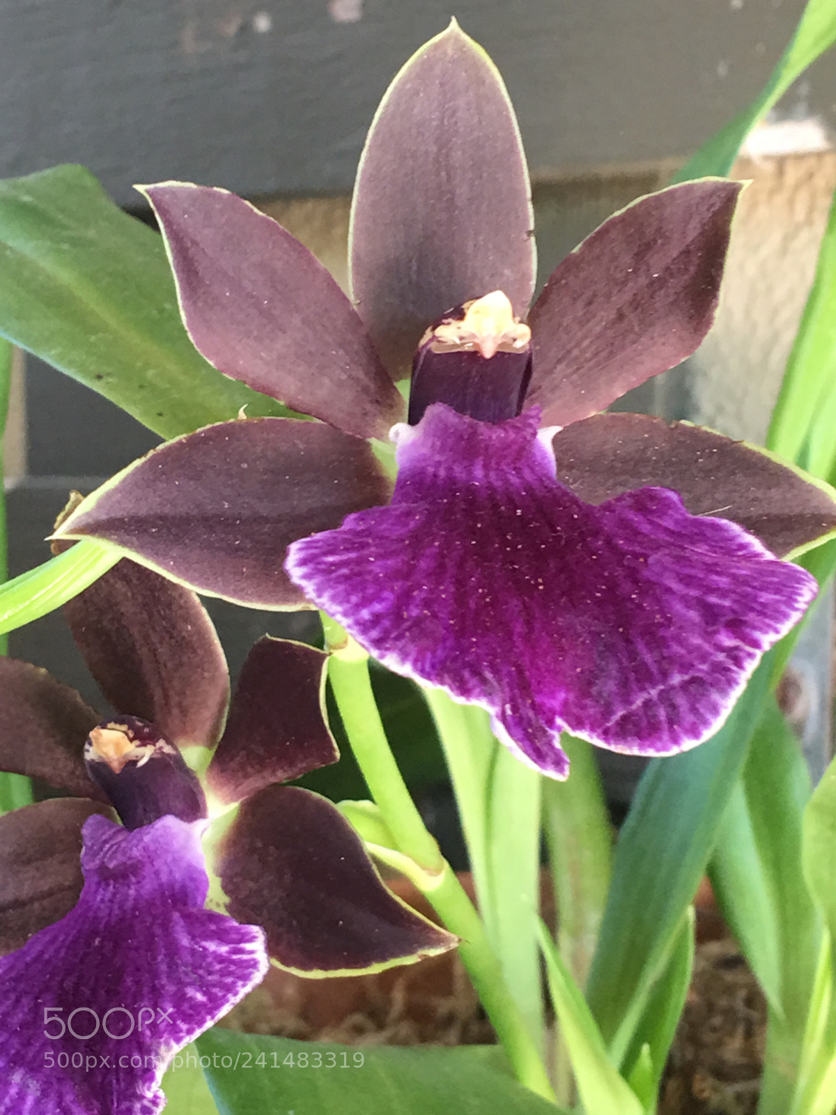 Apple iPhone 6s Plus sample photo. Orchid photography