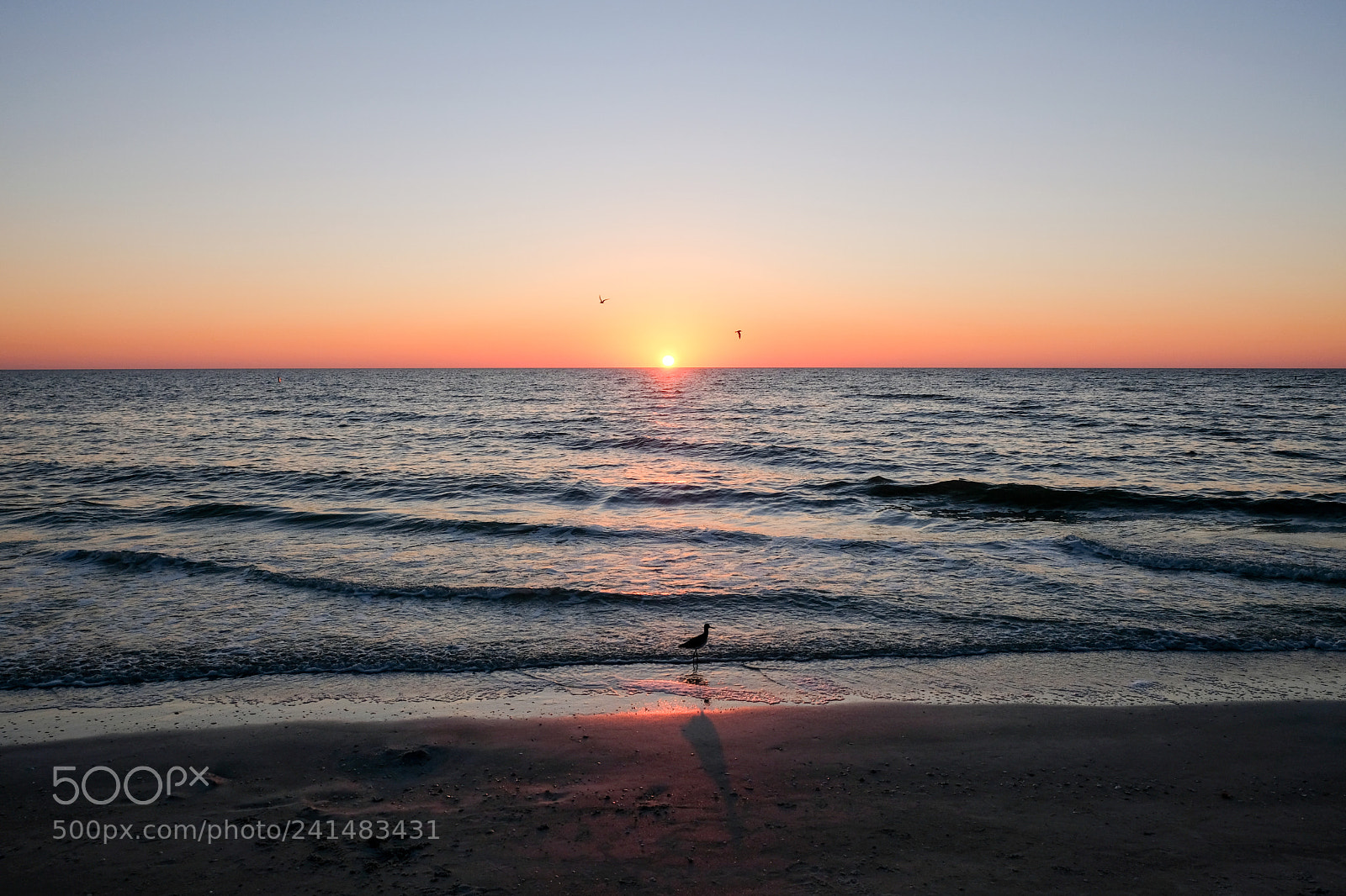 Fujifilm X-E3 sample photo. Bird at sunset photography